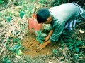 The Permanent Reforestation Project in Celebration of the 50 ... Image 1