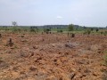 The Community Forest Restoration Project in the Southern Reg ... Image 3