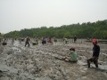 The Mangrove Reforestation and Rehabilitation Project Image 4